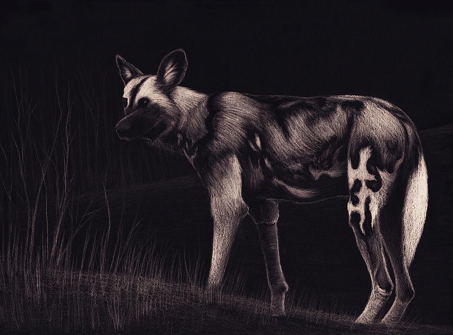 Black And White Drawing - Wild Dog by Sesh Artwork