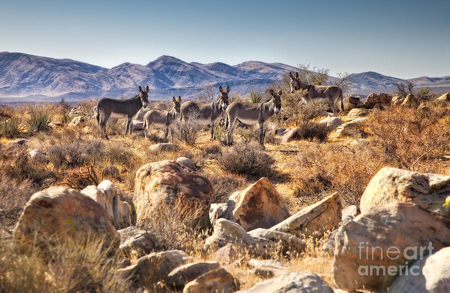 Wild Donkeys Photograph by Timothy Hacker