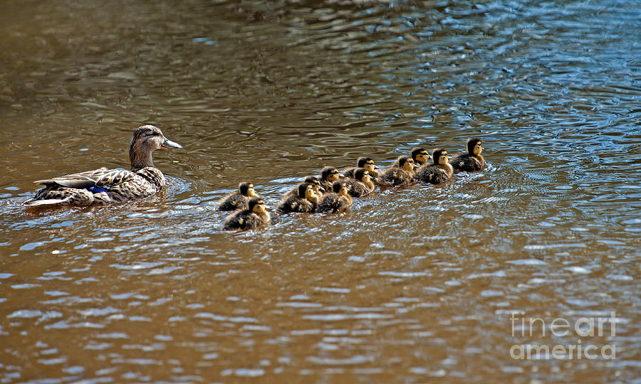 Wild Duck and her ducklings Photograph by Torbjorn Swenelius