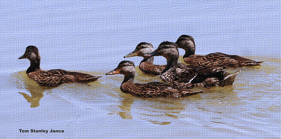 Wild Duck Family Photograph by Tom Janca