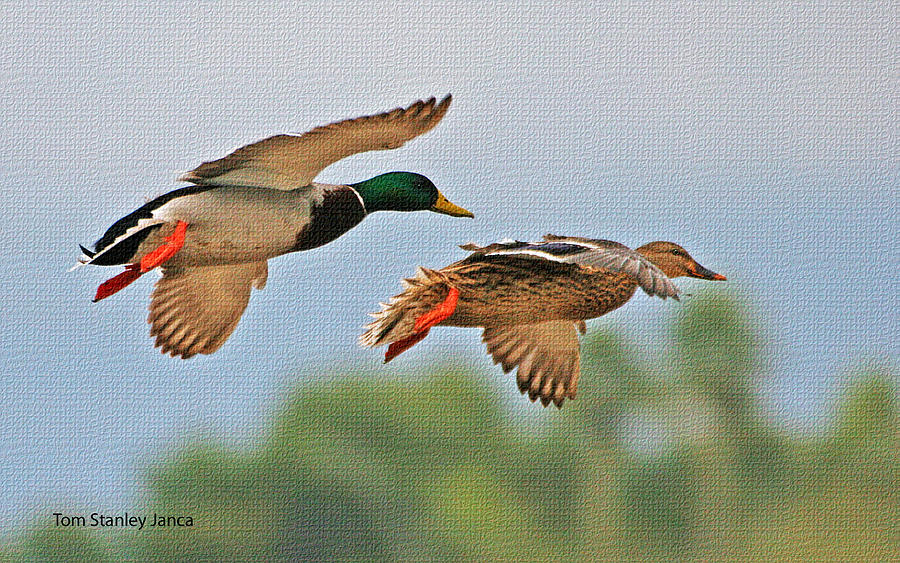 Wild Duck Mates Landing At The Gilbert Riparian Preserve Photograph by Tom Janca