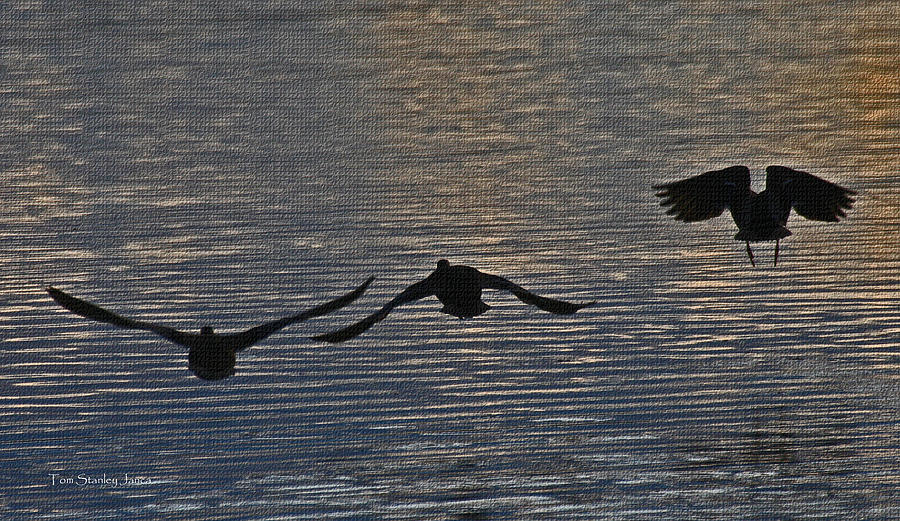 Wild Ducks 1-2-3-Skiddoo Photograph by Tom Janca