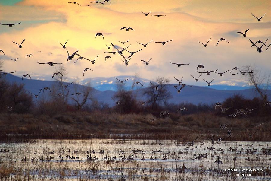Wild ducks and geese Photograph by Lynn Hopwood