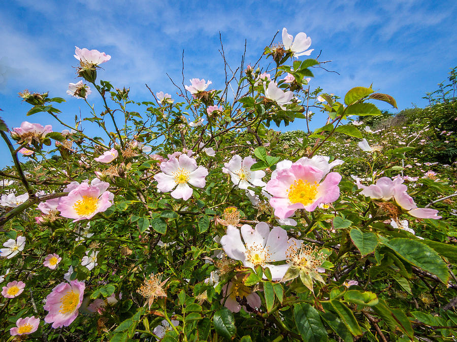 Rose Photograph - Wild Dune Rose No3 by Martin Liebermann Rose Photograph - Wild Dune Rose No3 by Martin Liebermann