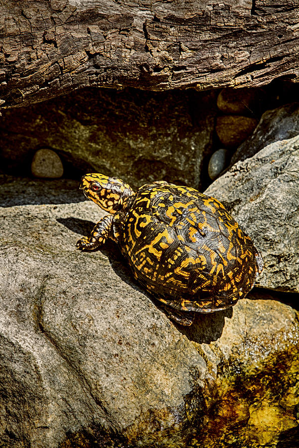 Wild Eastern Box Turtle in Western North Carolina Photograph by John Haldane
