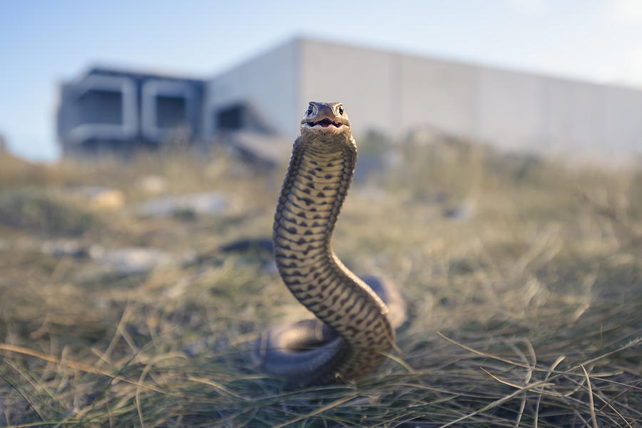 Wild eastern brown snake in urban wasteland Photograph by Kristian Bell