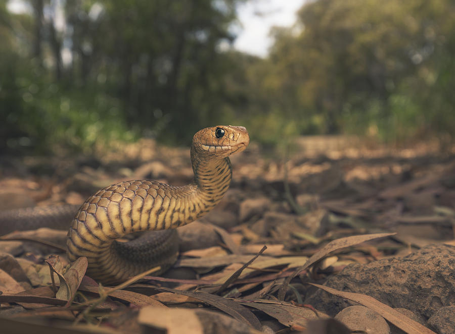Wild eastern brown snake (Pseudonaja textilis) in Melbourne, Australia Photograph by Kristian Bell