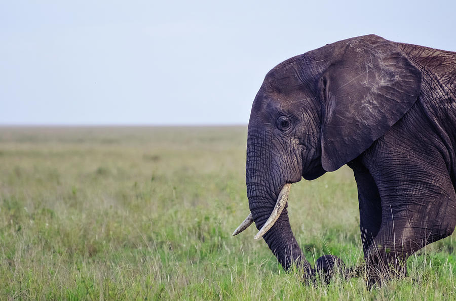 Wild Elephant Face In Serengeti Plains Photograph by Volanthevist