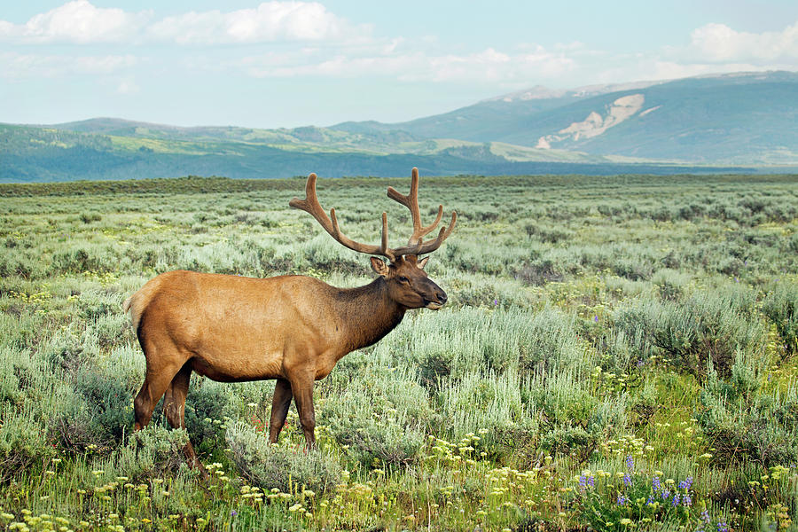 Wild Elk In Grand Teton National Park Photograph by Nancy Rose