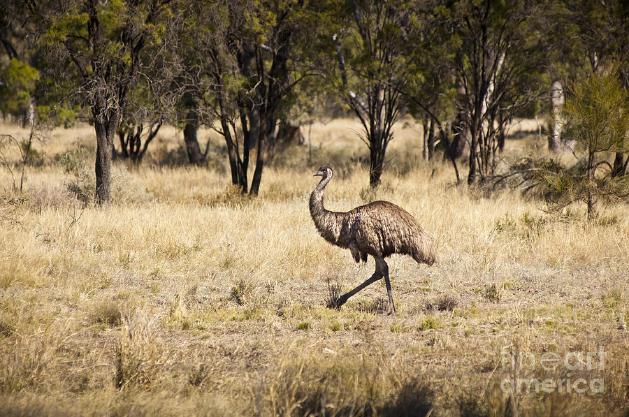 Wild Emu Photograph by THP Creative