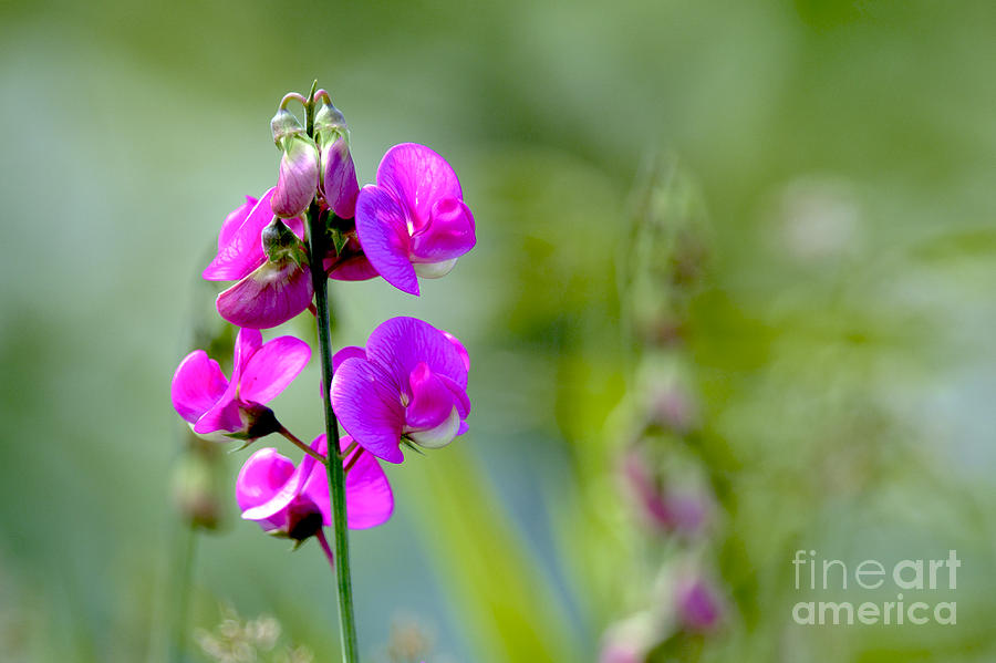 Wild Everlasting Pea Photograph by Sharon Talson