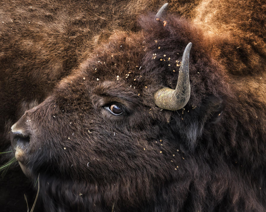 Wild Eye - Bison - Yellowstone Photograph by Belinda Greb