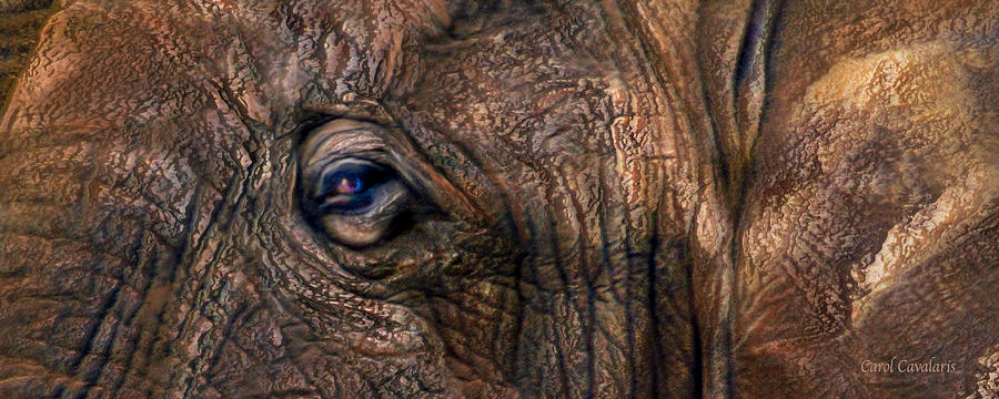 Wild Eyes - African Elephant Mixed Media by Carol Cavalaris