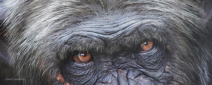 Wild Eyes - Chimpanzee  Mixed Media by Carol Cavalaris