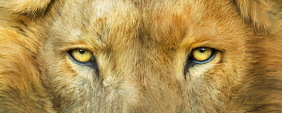 Wild Eyes - Lion Mixed Media by Carol Cavalaris