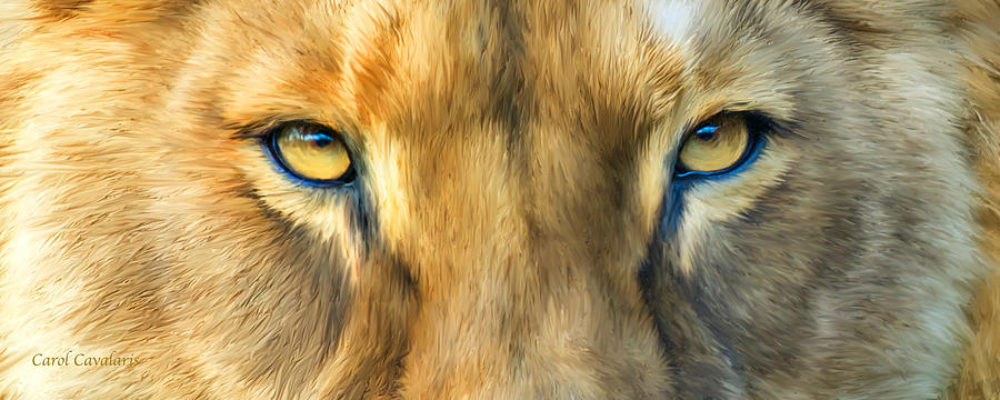 Wild Eyes - Lioness Mixed Media by Carol Cavalaris