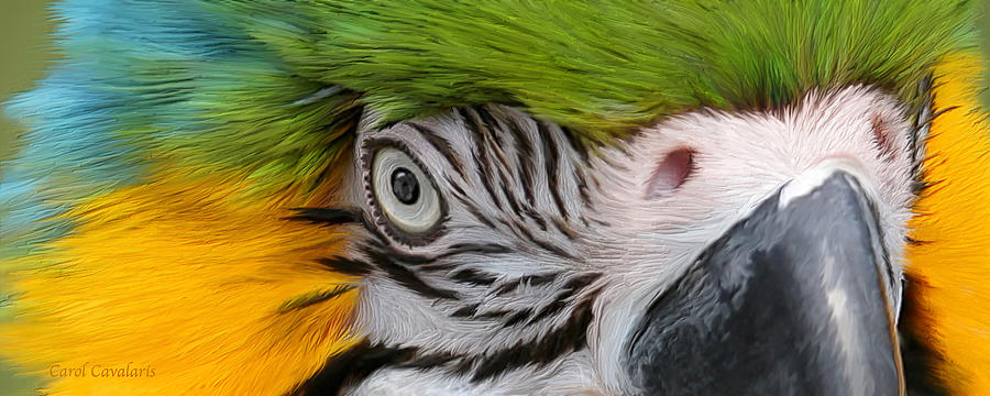 Wild Eyes - Parrot Mixed Media by Carol Cavalaris