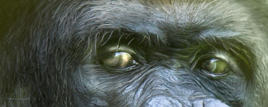 Wild Eyes - Silverback Gorilla Mixed Media by Carol Cavalaris