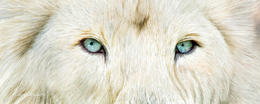 Wild Eyes - White Lion Mixed Media by Carol Cavalaris