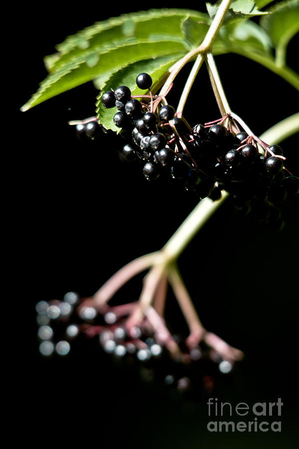 Wild Fall Berries Photograph by Cheryl Baxter