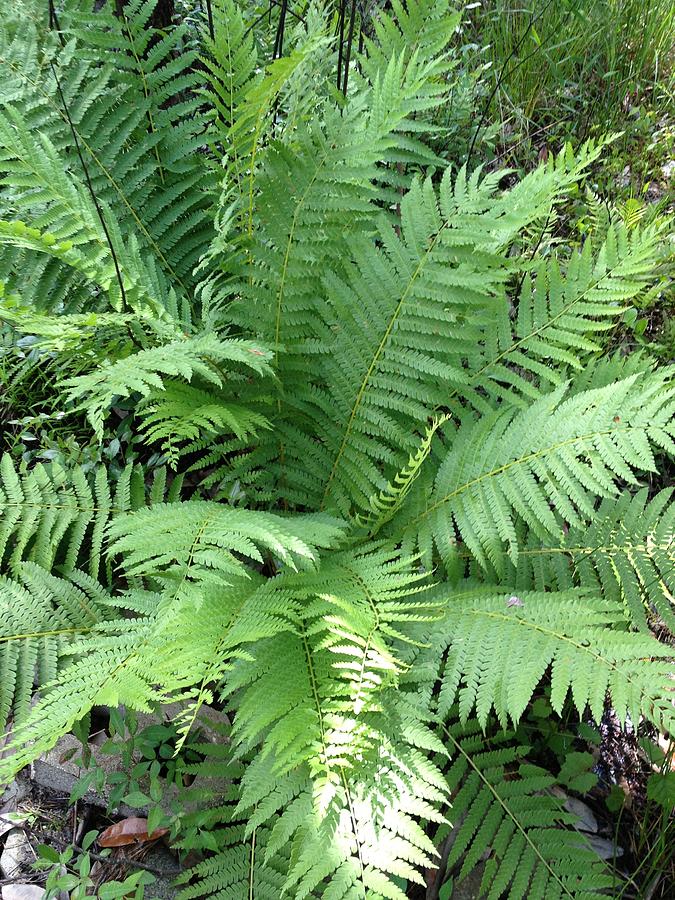 Wild Fern Painting by Ione Hedges - Pixels