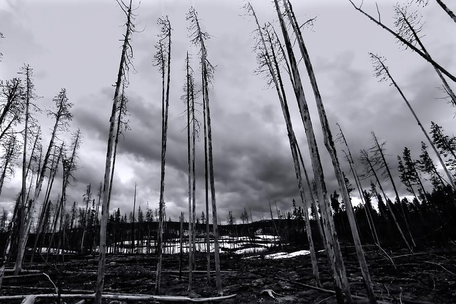 Wild Fire Aftermath In Black And White Photograph by Amanda Stadther