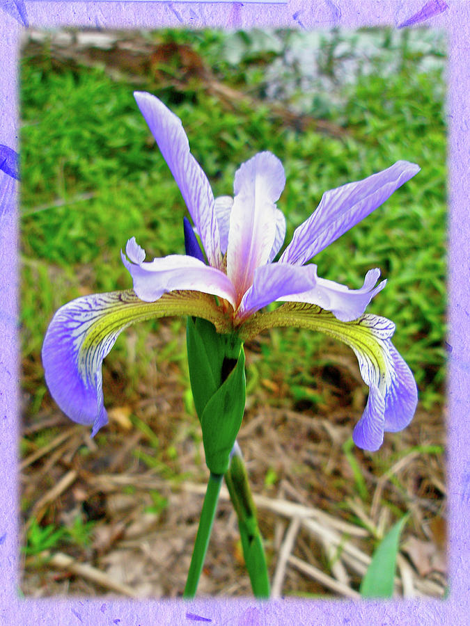 Iris Photograph - Wild Flag - Iris versicolor by Carol Senske