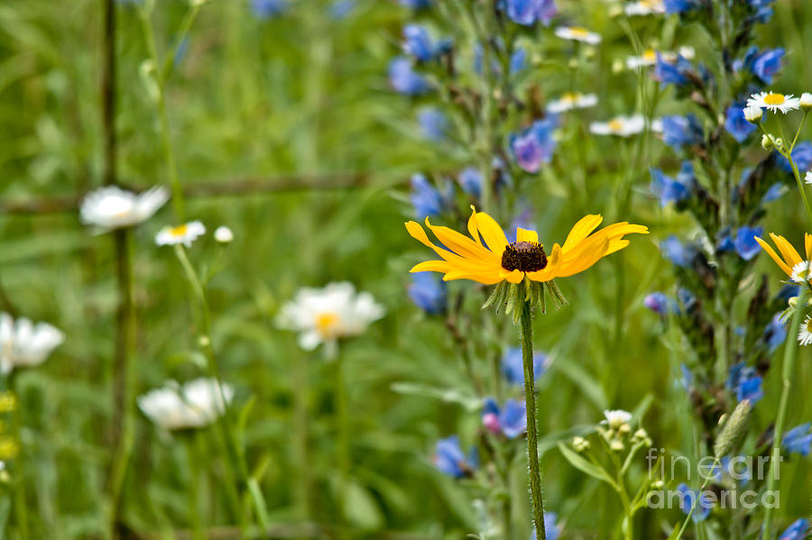 Wild Flower Delight Photograph by Cheryl Baxter