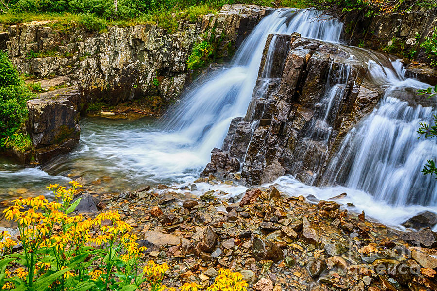 Flower Photograph - Wild Flower Falls by Scotts Scapes