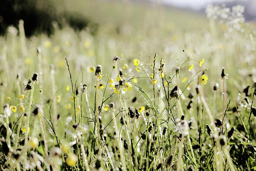 Wild Flower Field Photograph by Rolfo