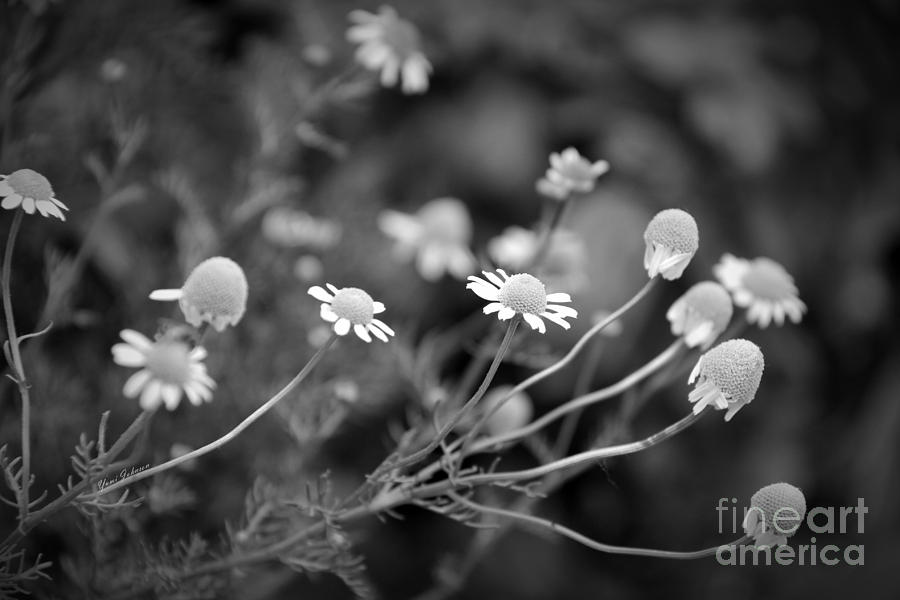 Wild flower in black and white Photograph by Yumi Johnson