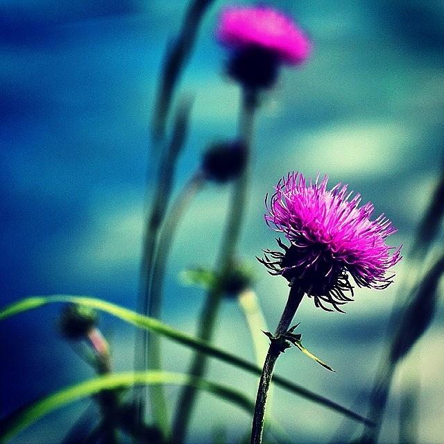 Nature Photograph - Wild Flower by Luisa Azzolini
