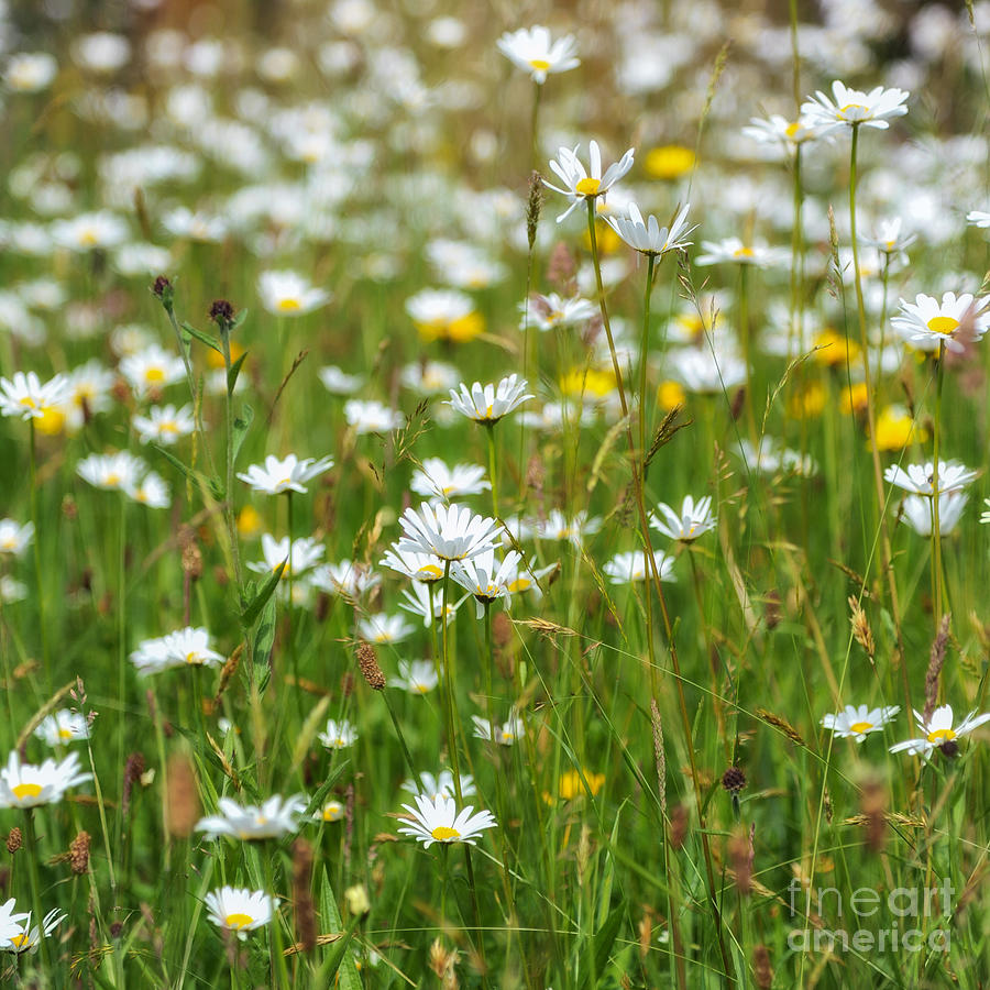 Flower Photograph - Wild Flower Meadow by Janet Burdon