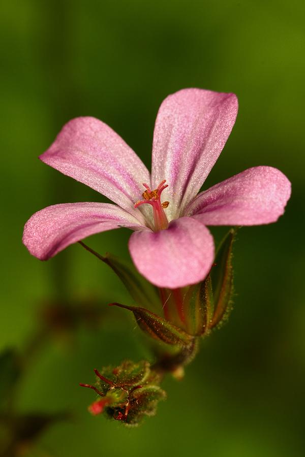Wild Flower Photograph by Mike Farslow