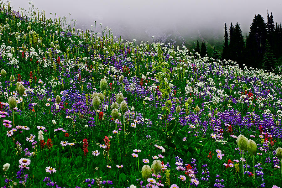 Wild Flower - Mt.Rainier National Park Photograph by Hisao Mogi