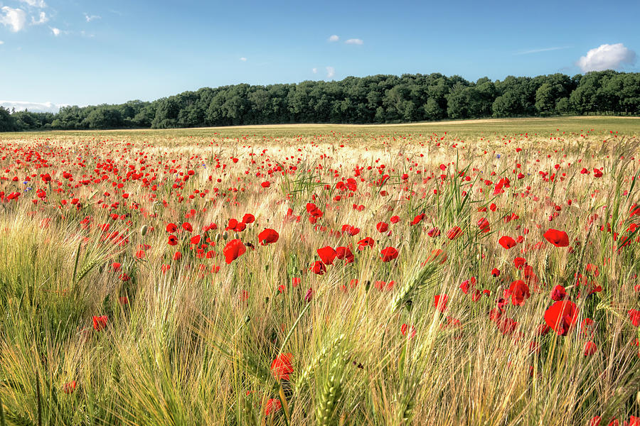 Wild Flower Poppy Field Red Landscape Photograph by Ben Robson Hull Photography