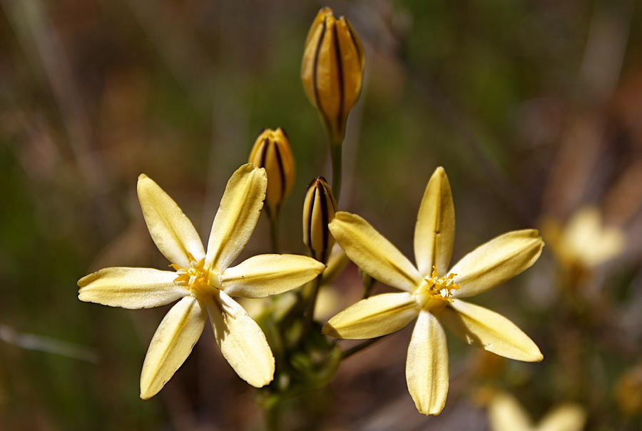 Flowers Still Life Photograph - Wild Flower Sierra Nevada Mountains by Lisza Anne McKee