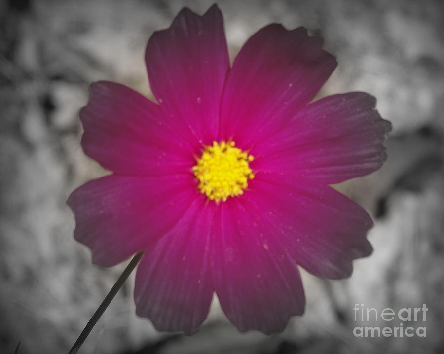 Flowers Still Life Photograph - Wild flower by Shawna Gibson