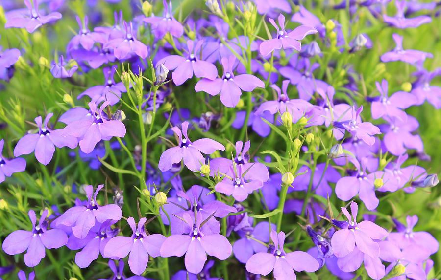 Wild Flowers - Purple Wonder Photograph by Andries Alberts - Fine Art ...