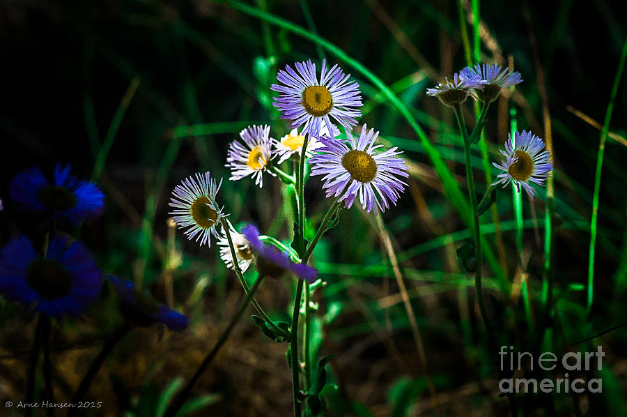 Daisy Photograph - Wild Flowers 115 by Arne Hansen