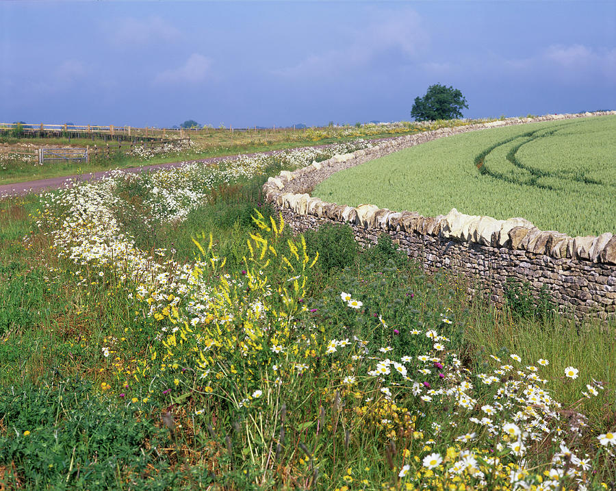 Wild Flowers Along The Roadside Photograph by Science Photo Library Wild Flowers Along The Roadside Photograph by Science Photo Library
