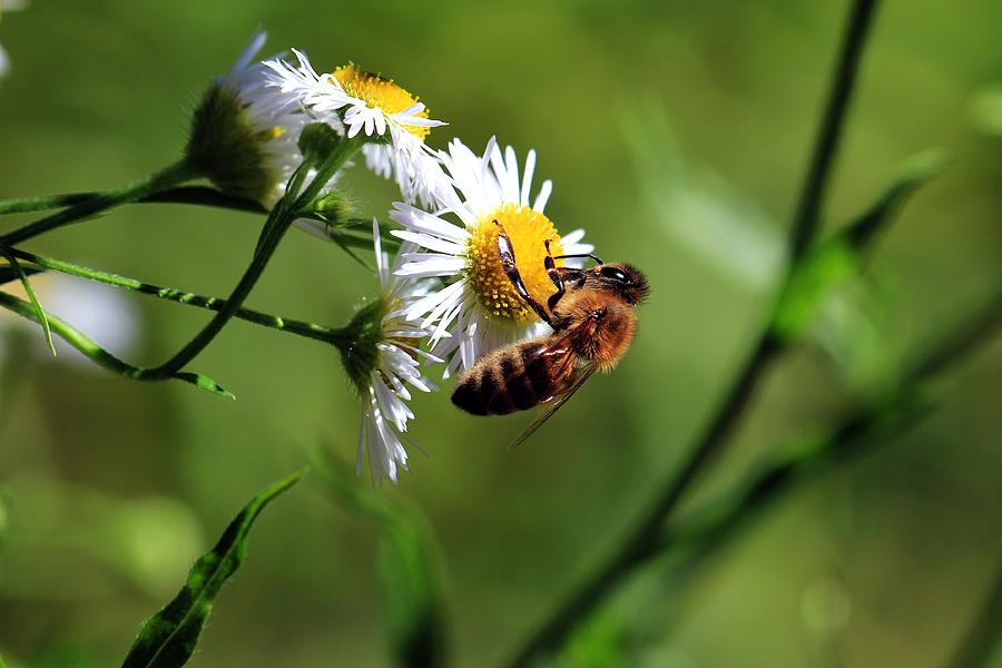 Wild Flowers And Bee Photograph by Luisa Azzolini - Fine Art America