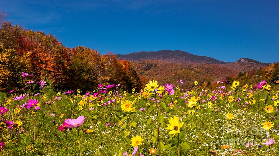 Wild Flowers and Fall Foliage. Photograph by New England Photography