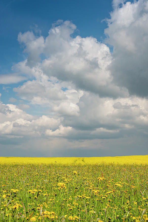 Wild Flowers And Rapeseed Field Photograph by Thomas Winz