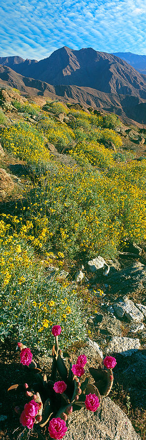 Wild Flowers, Anza Borrego Desert State Photograph by Panoramic Images