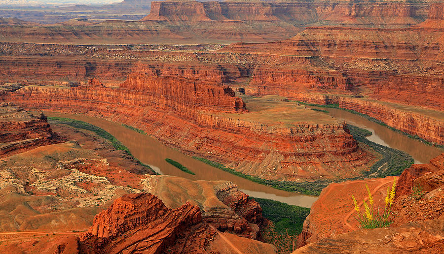 Wild flowers at Dead Horse Point. Photograph by Wasatch Light - Fine ...