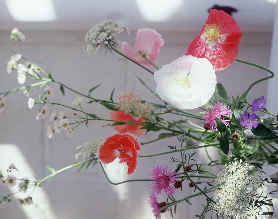 Wild Flowers Photograph by Horst P. Horst