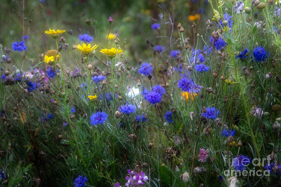 Wild Flowers in France Photograph by Ann Garrett