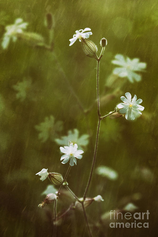 Wild flowers in the rain Photograph by Sandra Cunningham