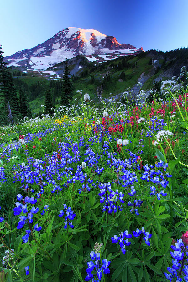 Wild Flowers In The Rainier National Photograph by Gavriel Jecan Wild Flowers In The Rainier National Photograph by Gavriel Jecan